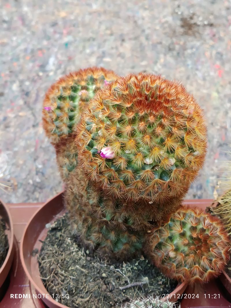 Mammillaria Carmenae Cactus Planta Grande Ø13 Roja_0