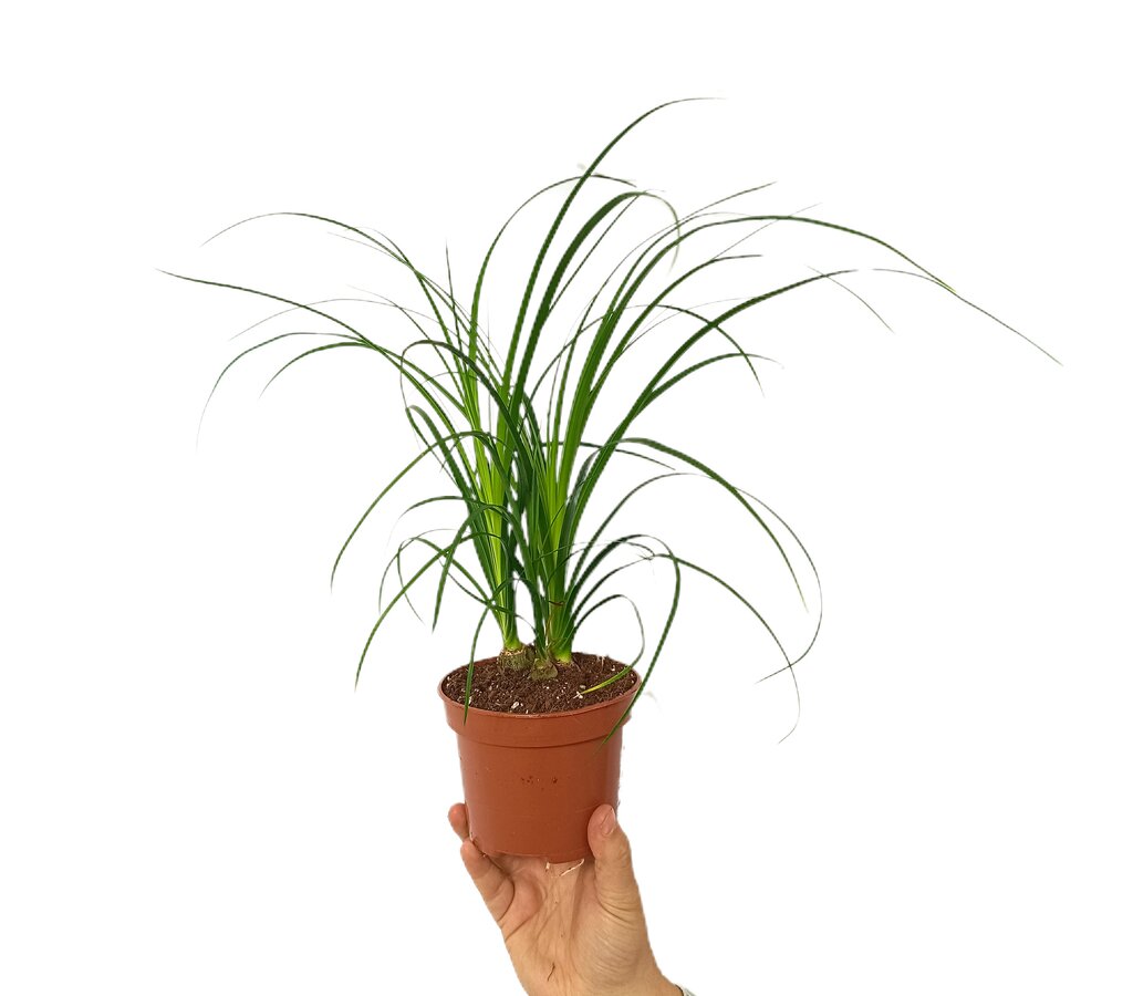 Beaucarnea Nolina M12 (pata De Elefante)_0