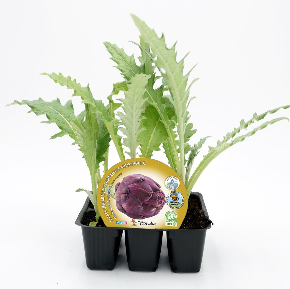 Pack Plantones Alcachofa Violeta De Romagna 6 Ud. Natural - Fitoralia_0