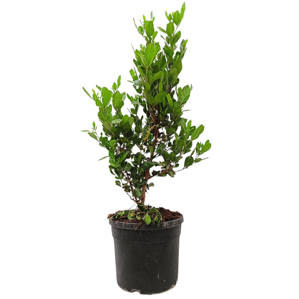 Rhus Lucida M19 60cm_0