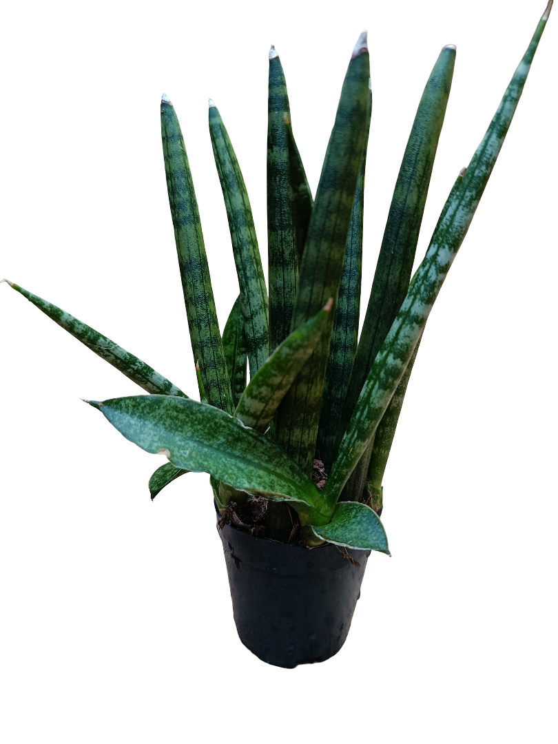 Sansevieria Sp Mini Ø6 Planta De Interior Muy Resistente_0