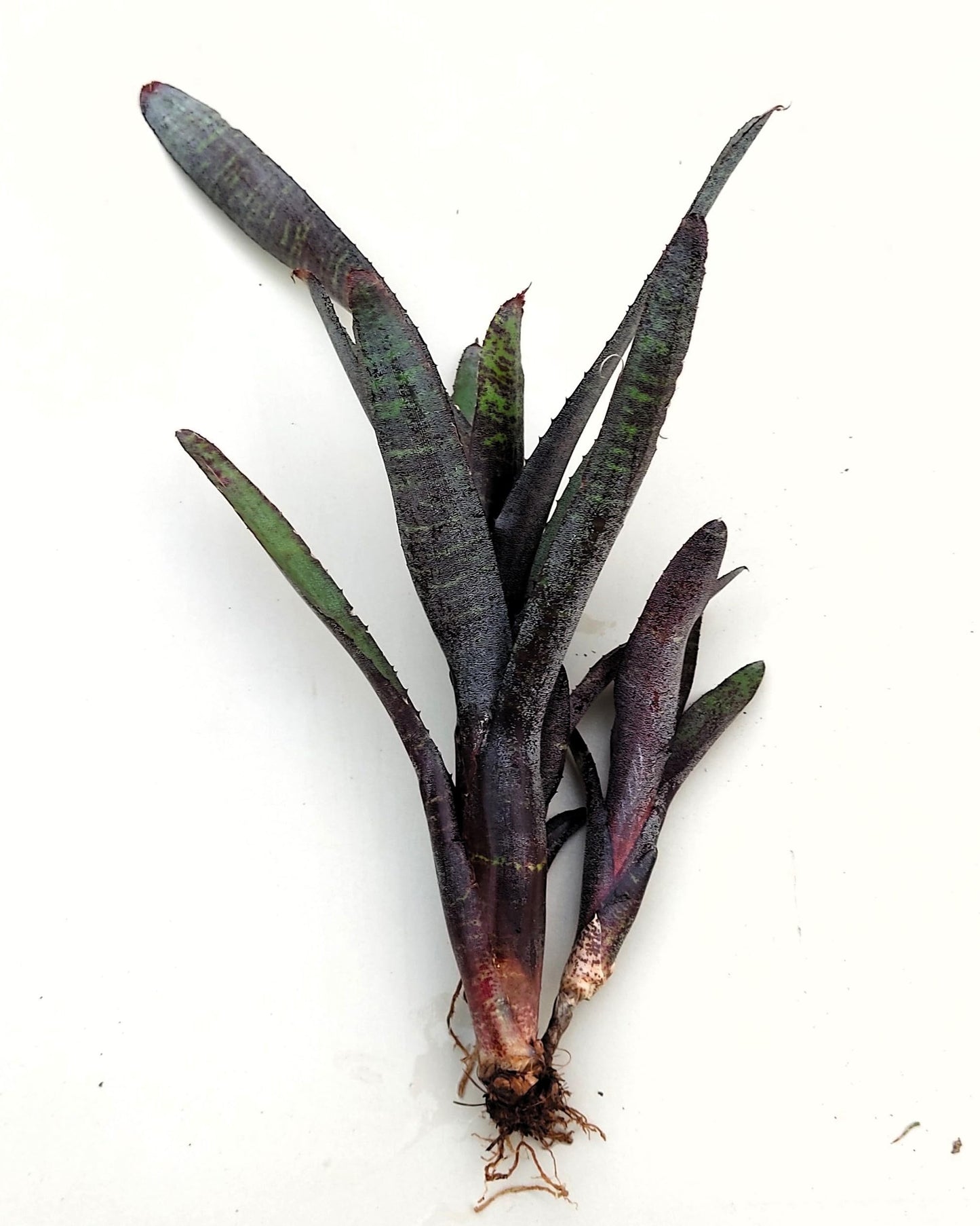 Neoregelia ampullacea purpurea; bromelia púrpura; Curiosarium; altura 30 cm, diámetro 12 cm, sin sustrato_4