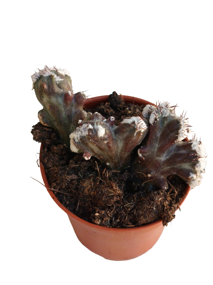 Monvillea Crestata Planta Suculenta Ø5_0