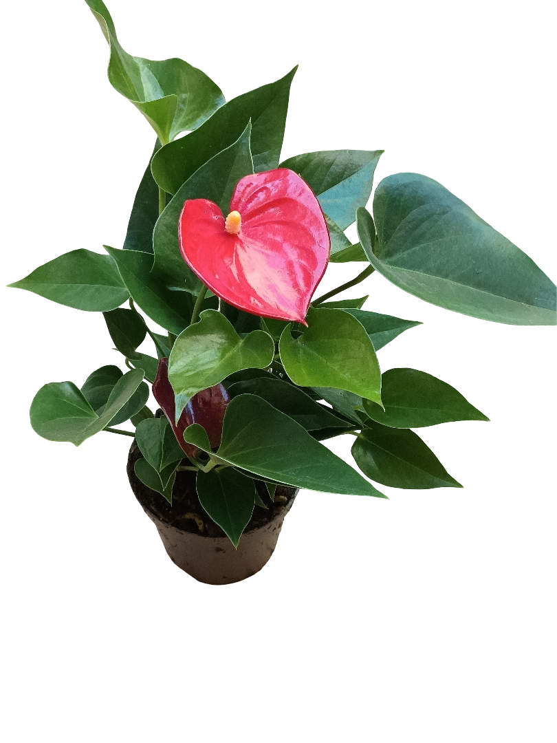 Anthurium Flor Rojo Planta De Interior Ø9 Cm_0