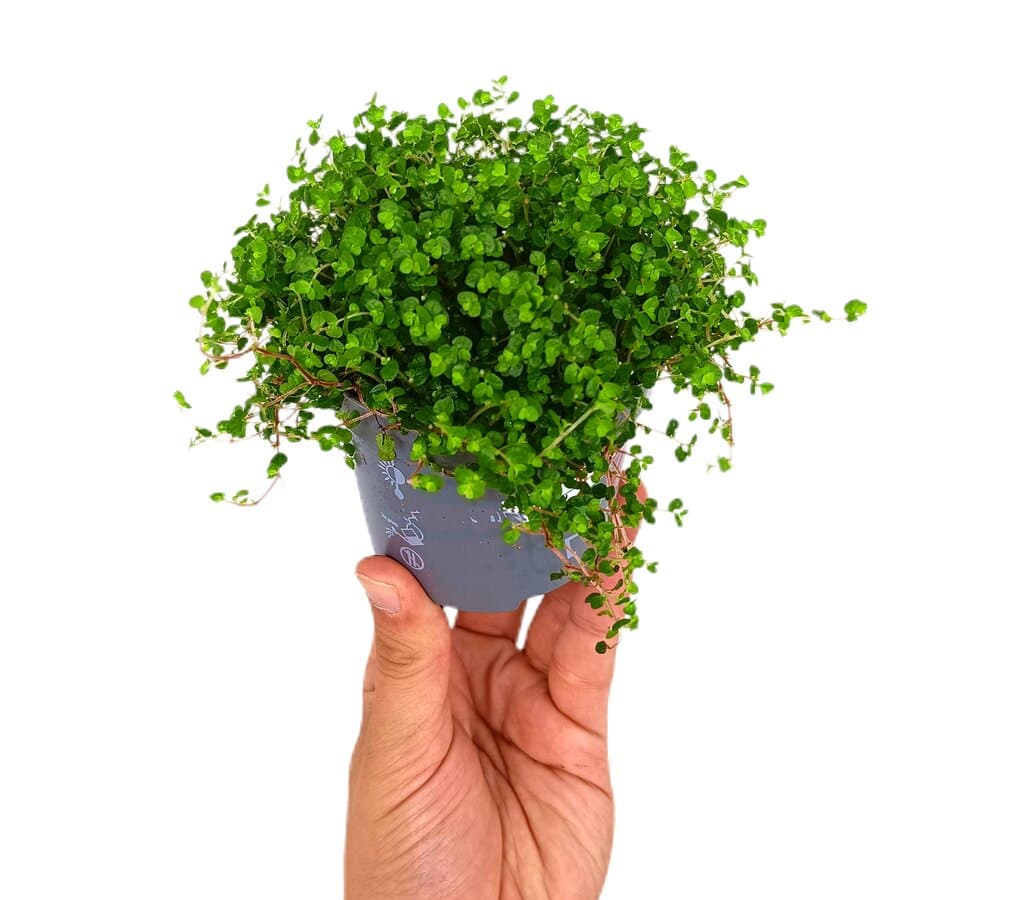 Soleirolia Soleirolii M9_0