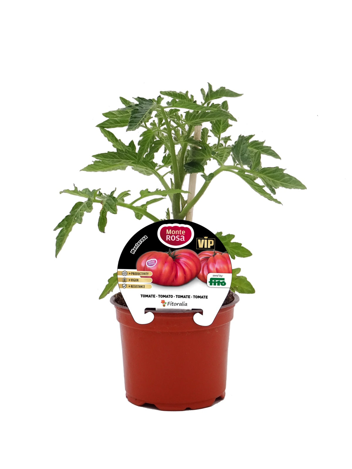 Plantón Tomate Monterosa Híbrido En Maceta De 12 Cm. Natural – Fitoralia_0