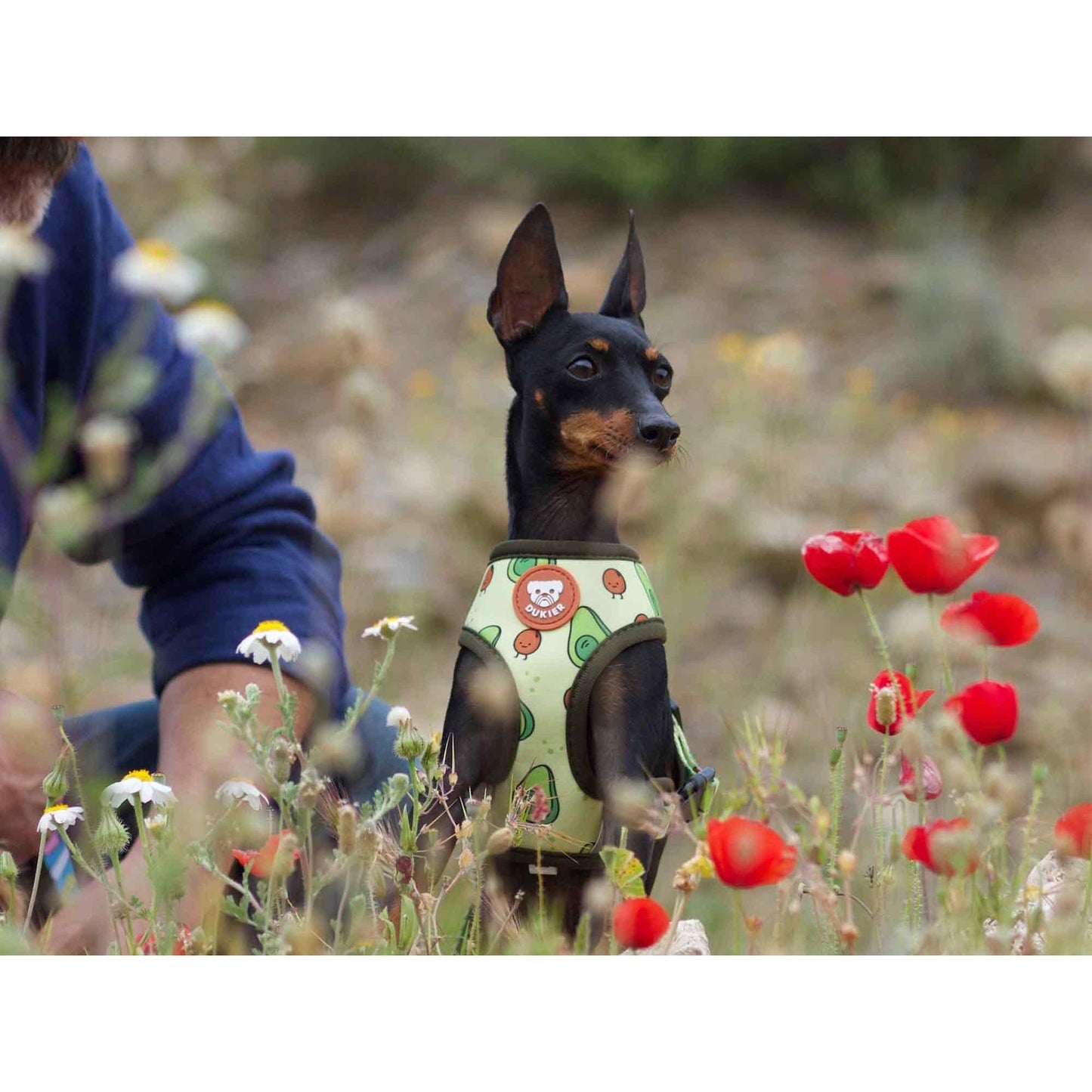 Arnês reversível para cães Dukier Avocado