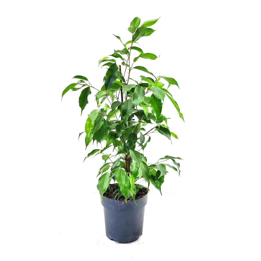 Ficus Benjamina M14 60cm_0