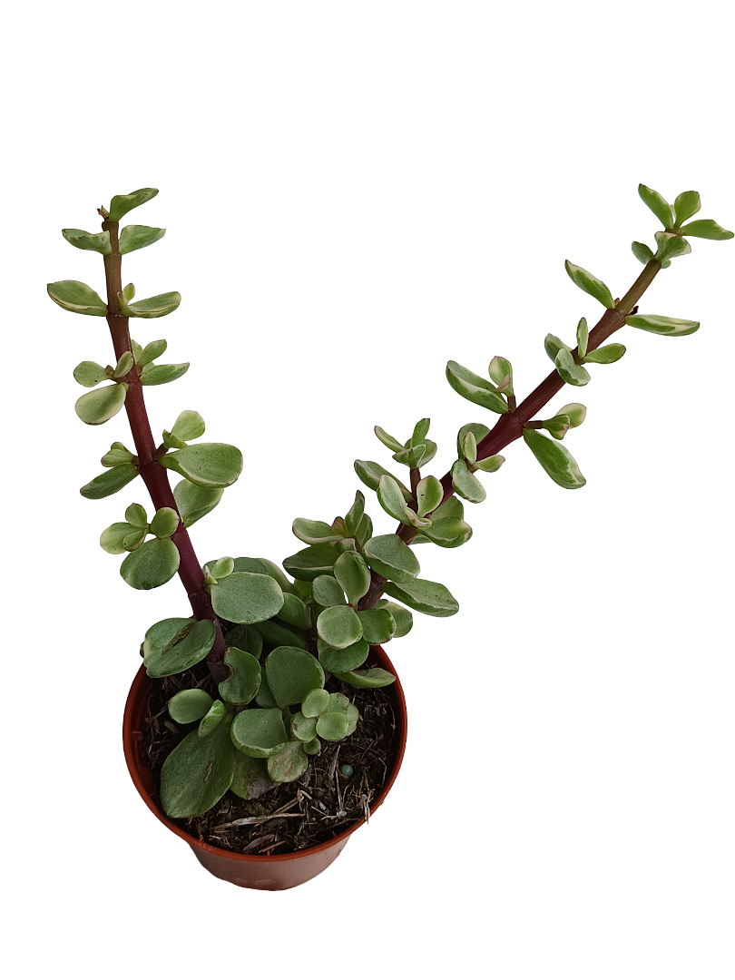 Portulacaria Afra Variegata Planta Suculenta Del Dinero Ø5_0