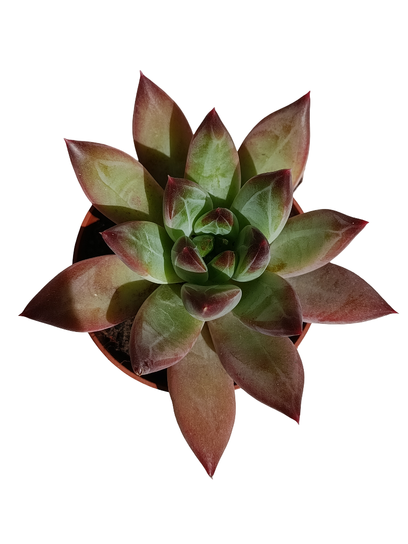 Pachyphitum Compactum Planta Suculenta Ø5_0