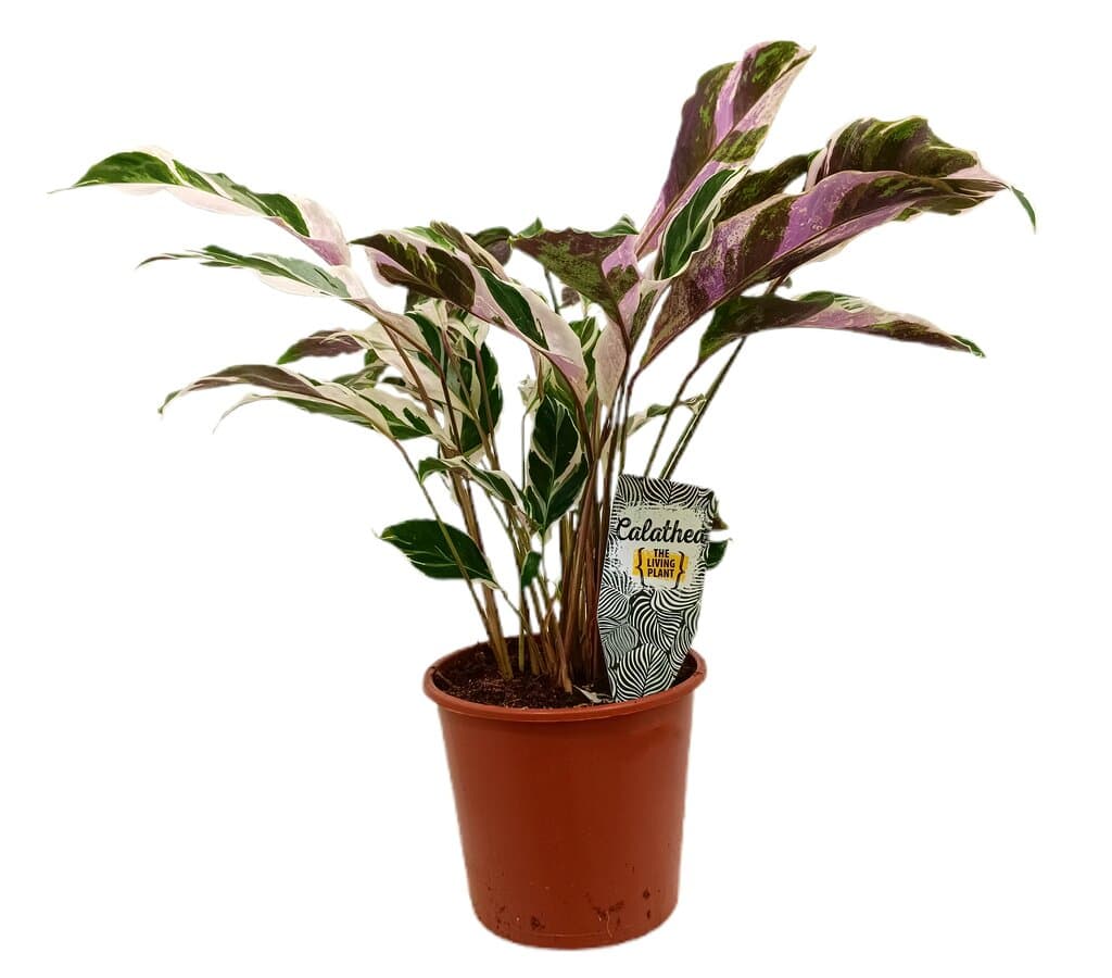 Calathea White Fusion M17_0