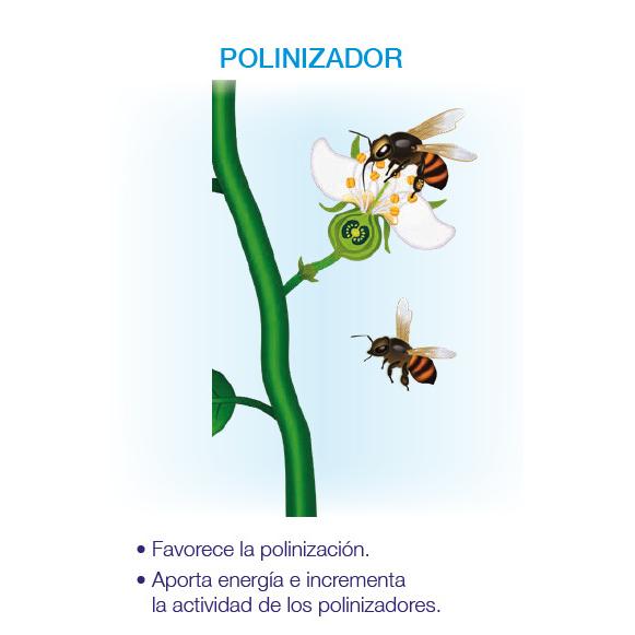Kynetic4 Bioestimulante Floração e Fixação Seipasa 250 ml