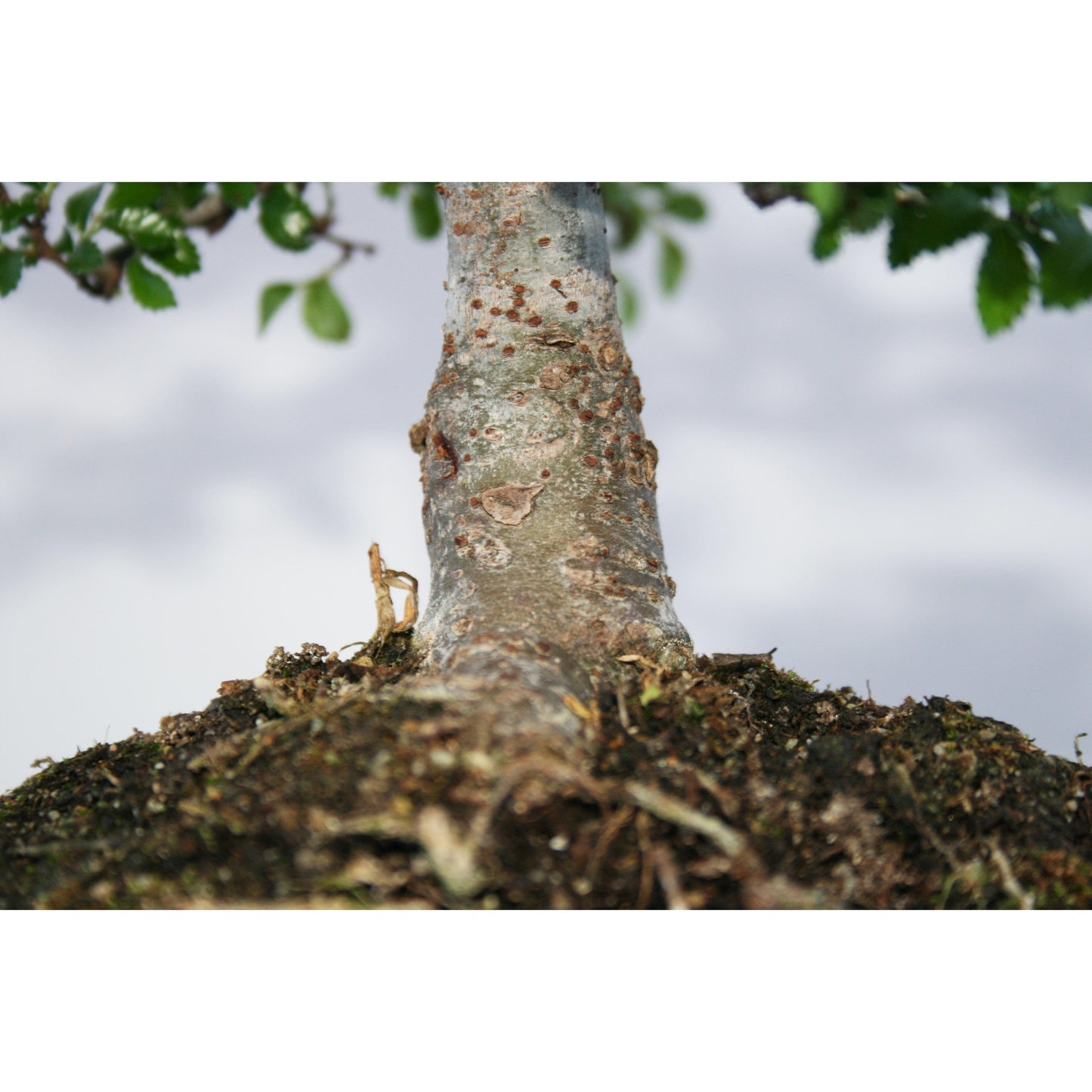 Bonsai Zelkova parvifolia 5 anos - Olmo Chinês