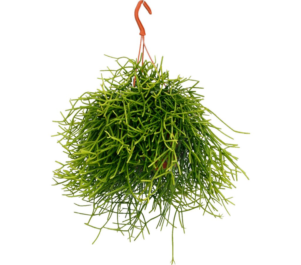 Rhipsalis Heteroclada M17 25cm_0