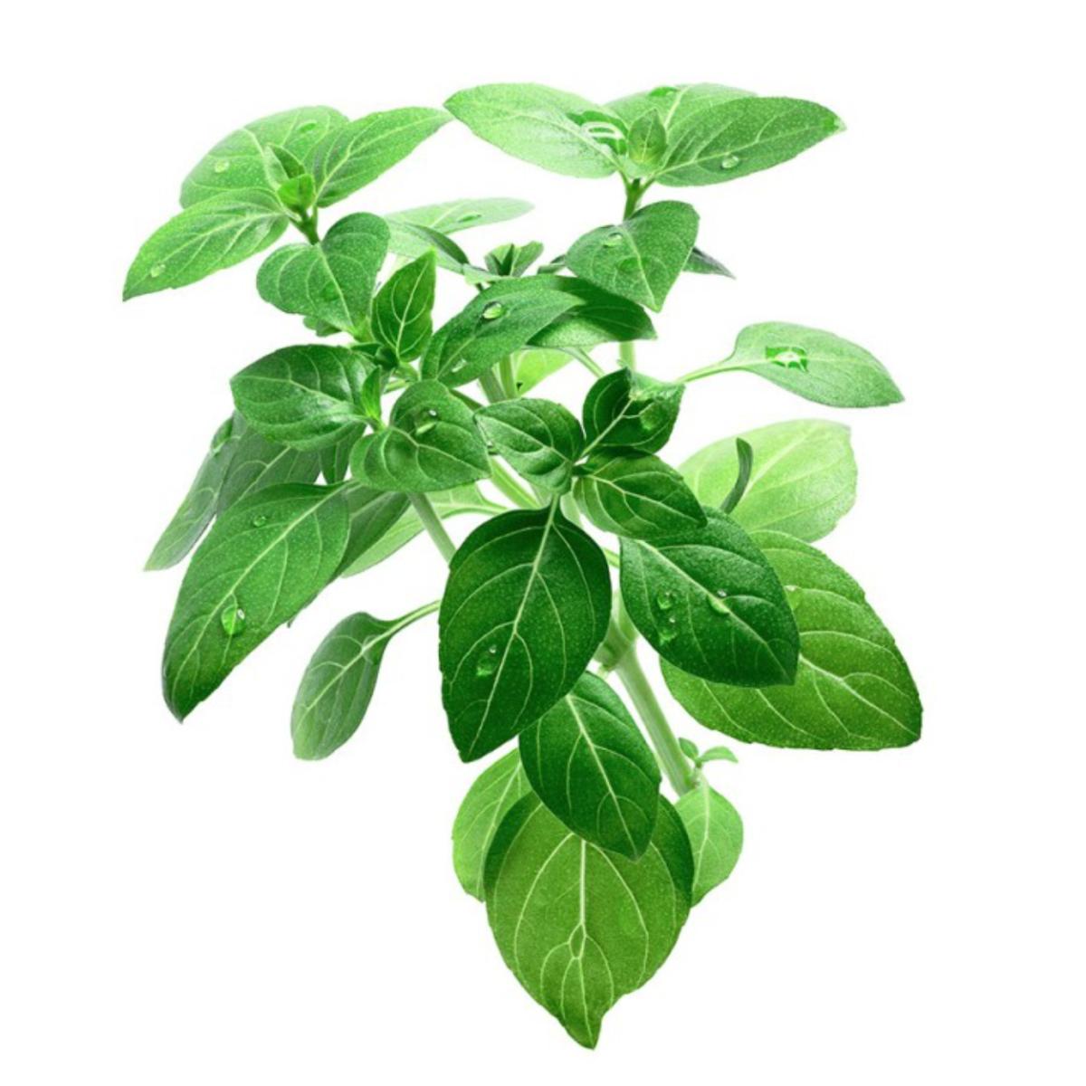 Muda larga de manjericão limão em vaso de 11 cm