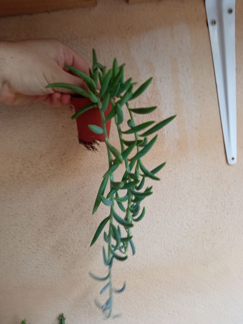 Senecio Radicans Bananita Colgante Planta Int/ext_0