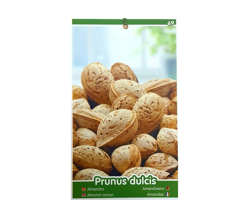 Árbol Frutal Almendro Guara M25 100cm-150cm Para Exterior_1
