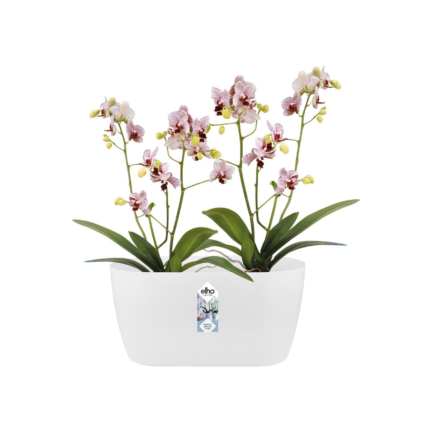Vaso duplo para orquídeas Elho Brussels Orchid Duo, branco
