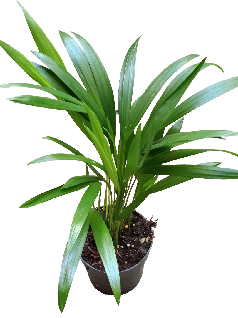 Palmera De Interior Areca Dypsis Ø10 - 1 Und_0