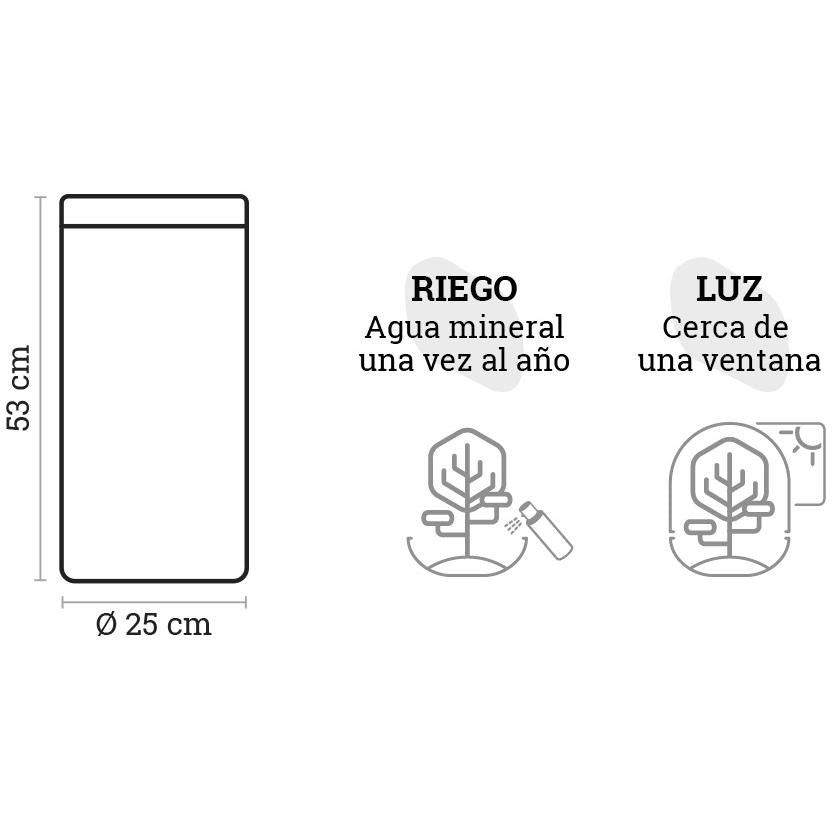 Terrário Amazonia Tower Ficus Ginseng Ø25 x 53 cm