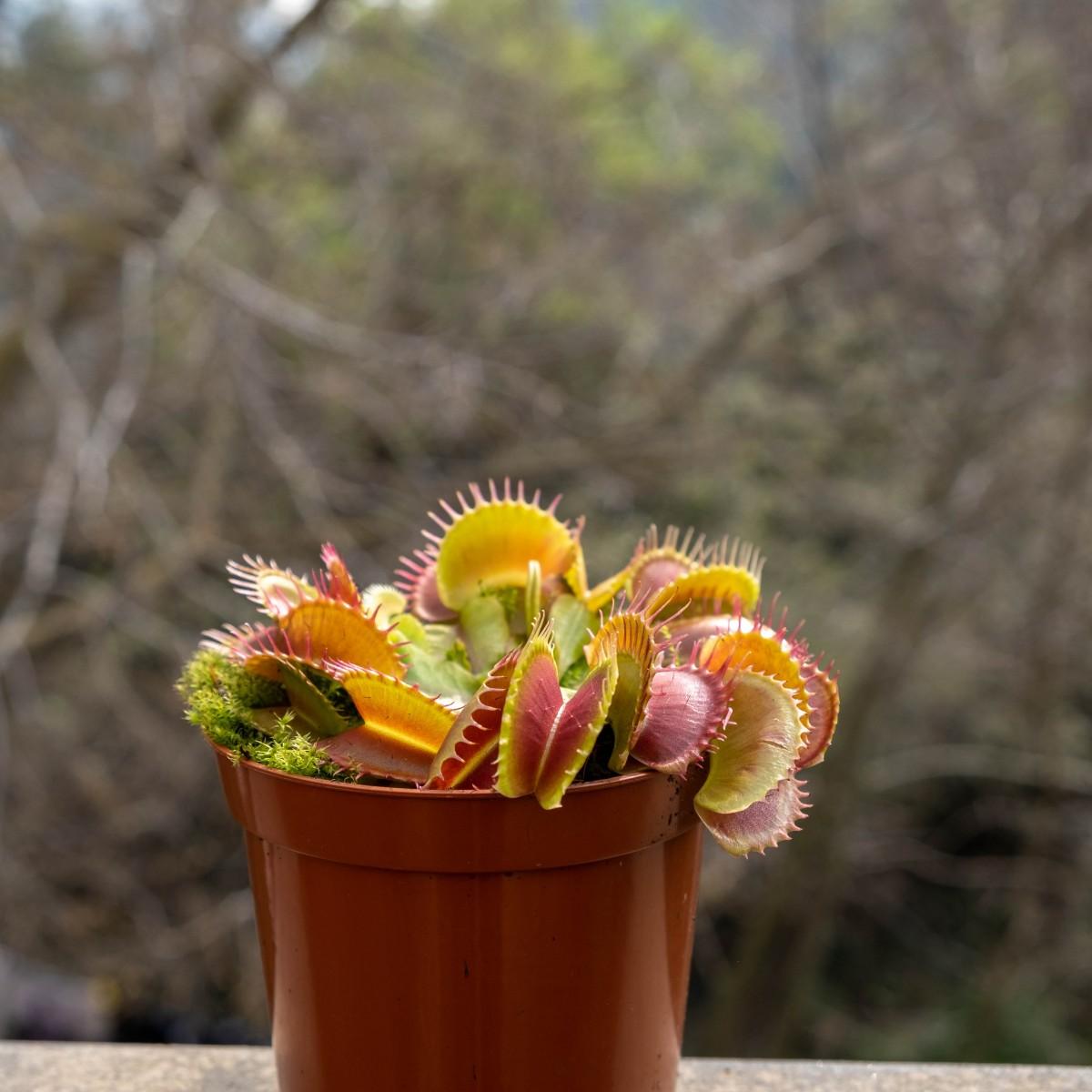 Vaso com Sarracenia e Dionaea Pacote de plantas carnívoras