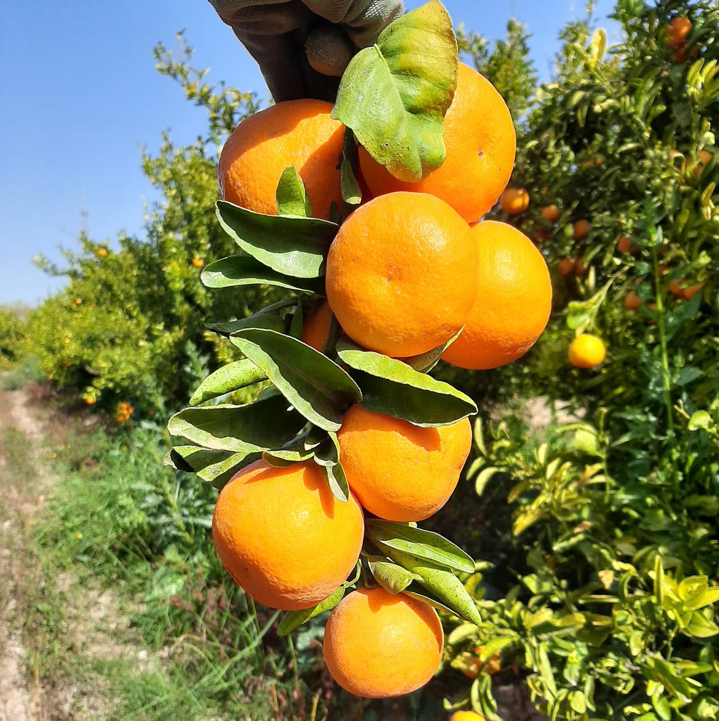 Mandarina Ecológica 10kg._2