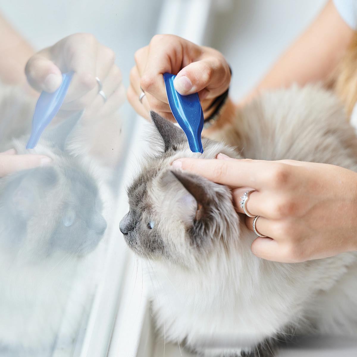 Pipetas calmantes Beaphar Spot On para gatos 3x0,4 ml