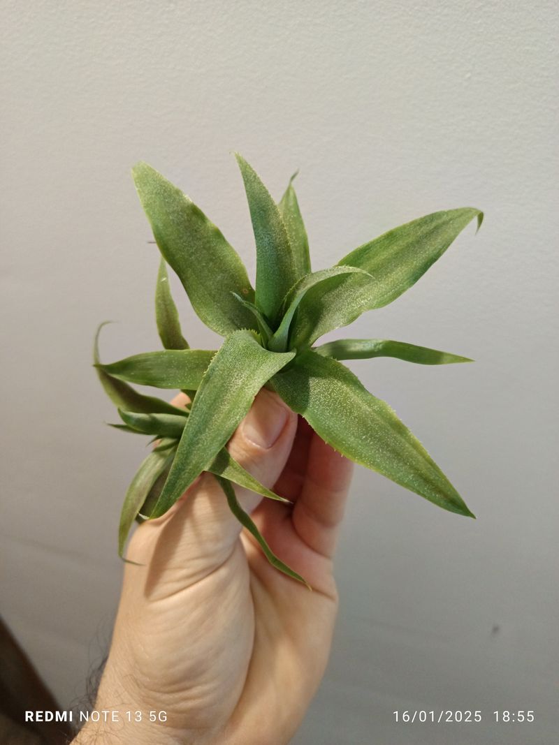 Ananas Planta Piña Mini Bromelia Terrario_0