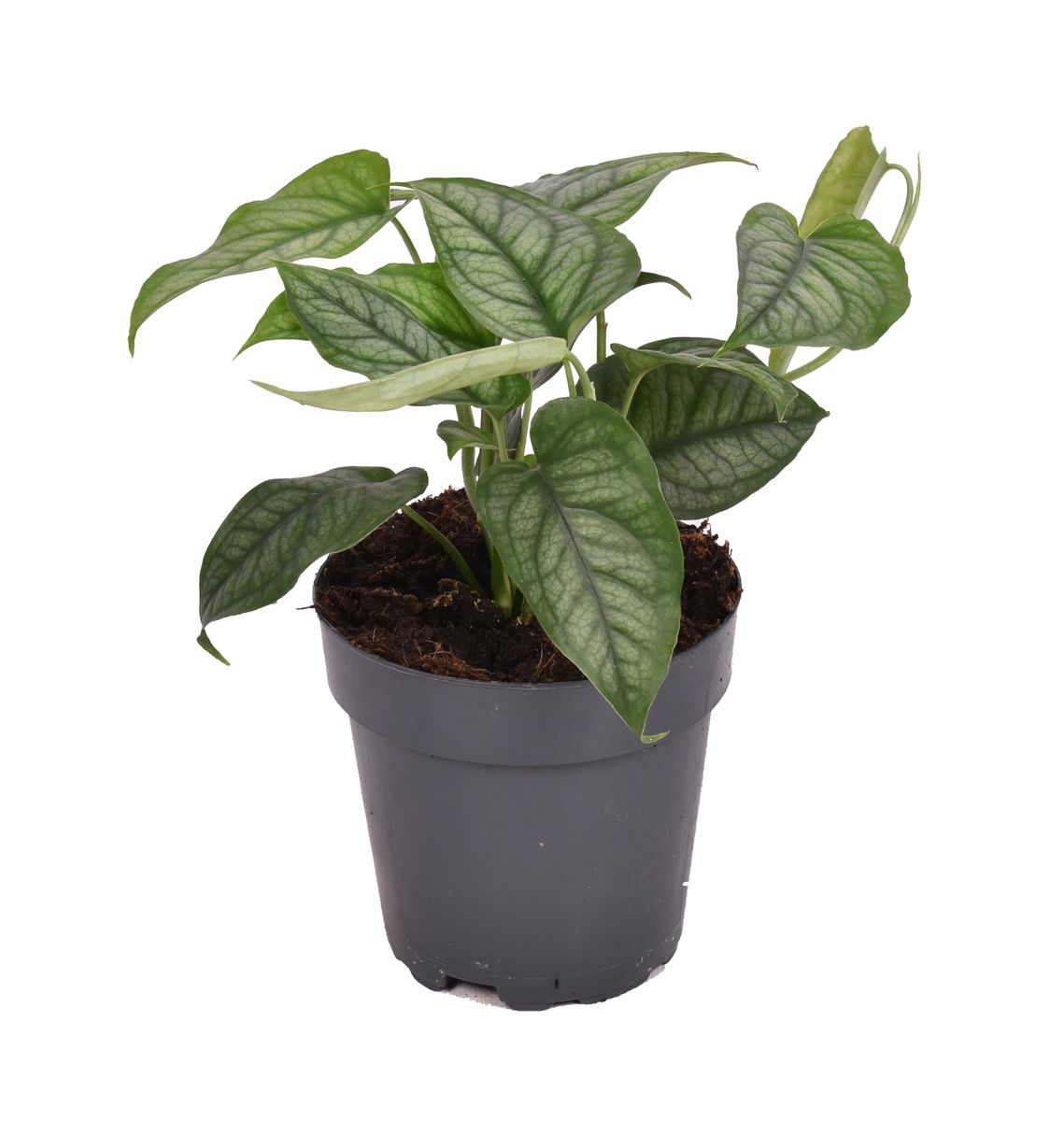 Planta Natural Monstera Siltepecana 1 Ud Ø 6 Alt. 15_0