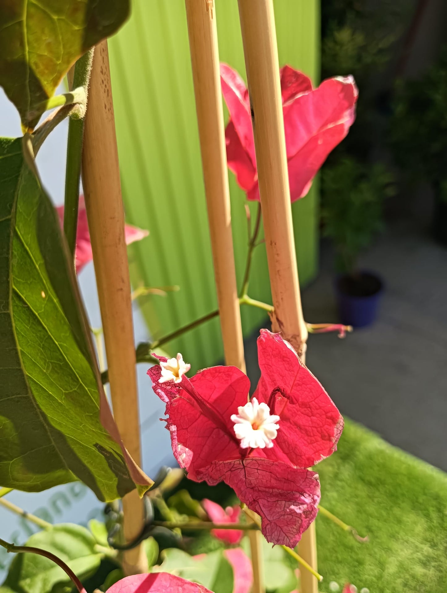 Buganvilla Maceta 140 CM_2