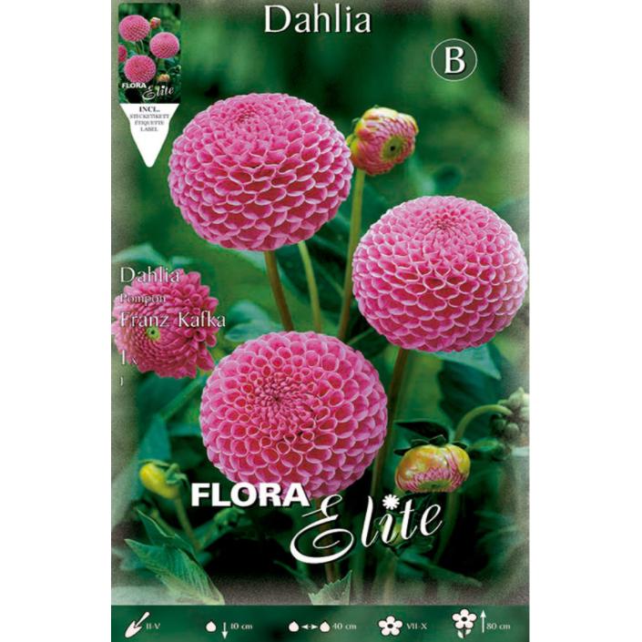 Bolbo de dália rosa com pompom