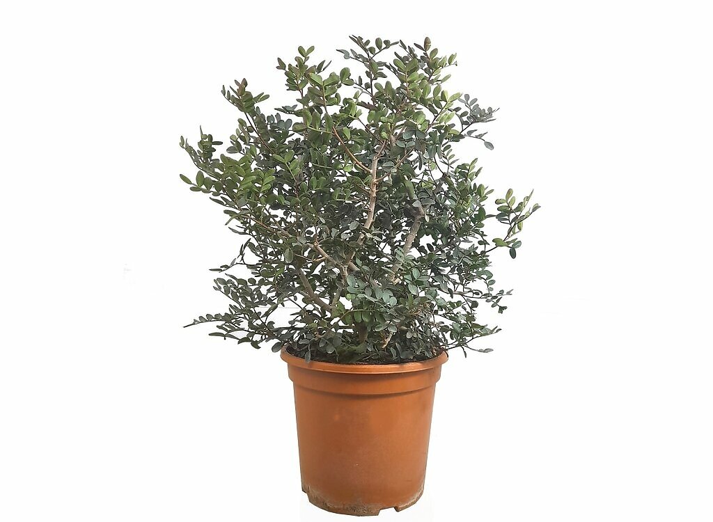 Pistacia Lentiscus M24 (entina O Mata Charneca)_0