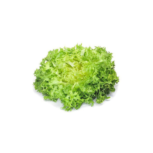 Mudas de Alface Escarola 6 unidades Linha Tradicional