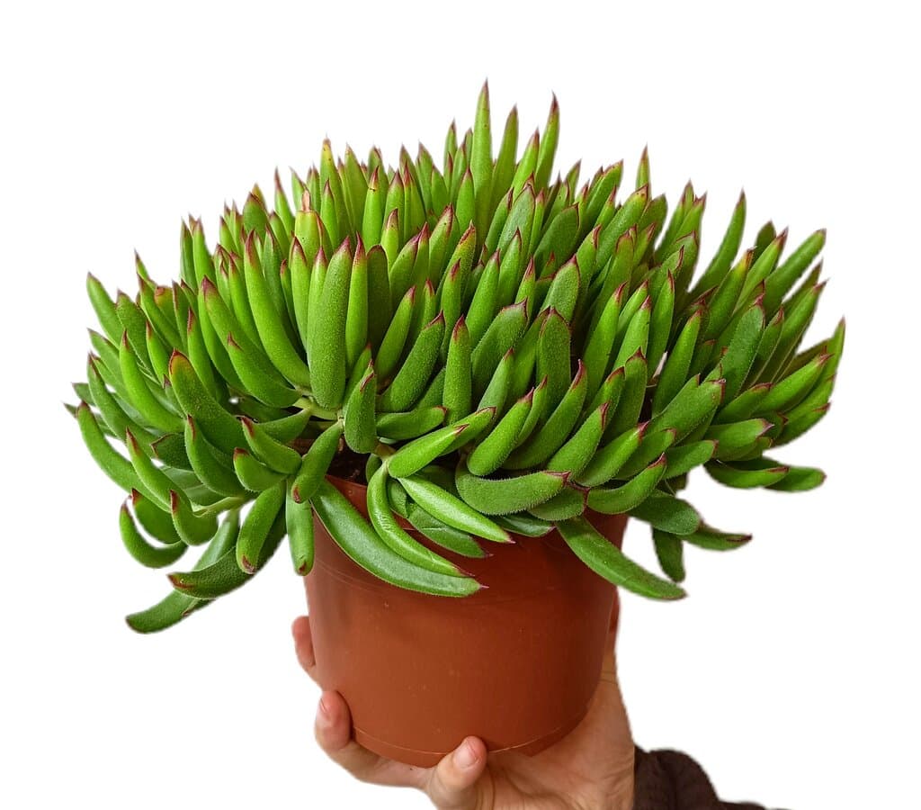 Cotyledon Orbiculata M17_0