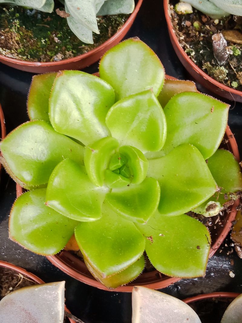 Plantas Suculentas Y Cactus A Elegir Ø5 Cm #ref34_0