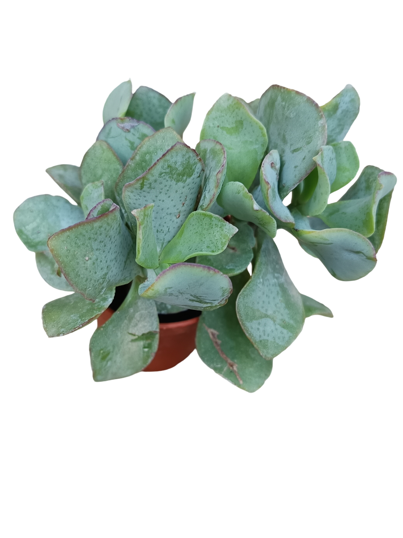 Crassula Arborescens Blue Hale Planta Suculenta De La Suerte Ø5_0