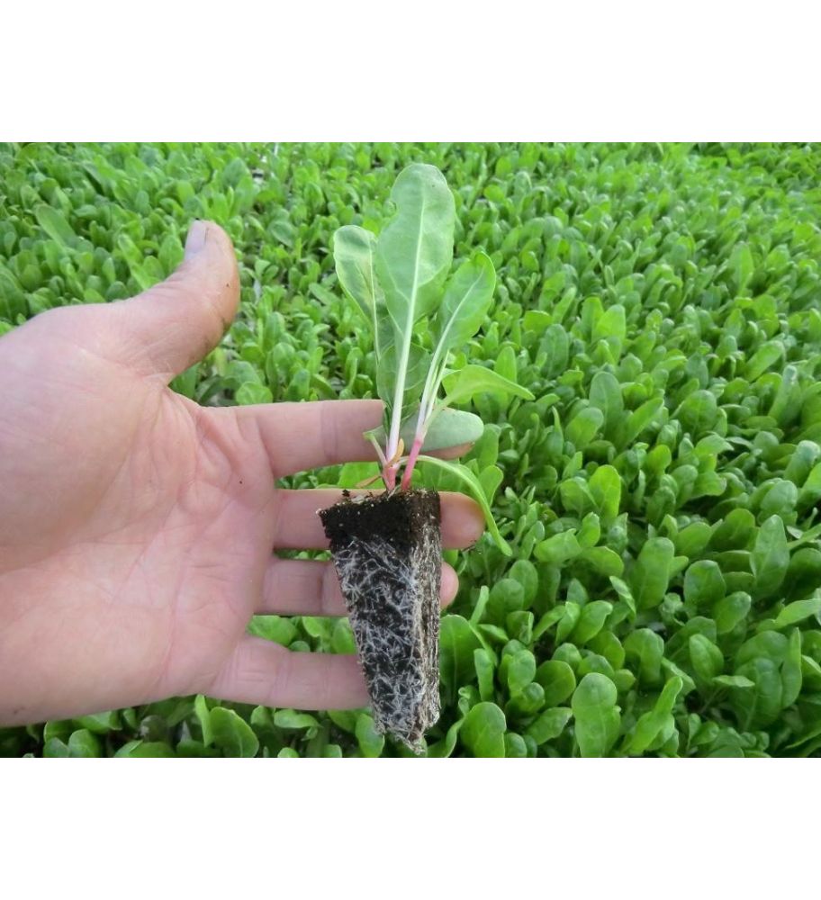 Plantón Acelgas (10 Unidades)_2