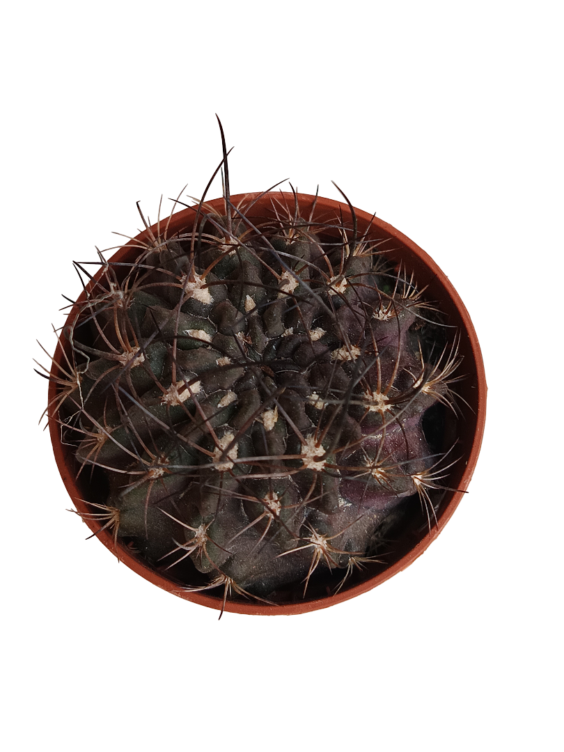 Neochilenia Cryspa Cactus Negro Planta De Ø5 Cm_0