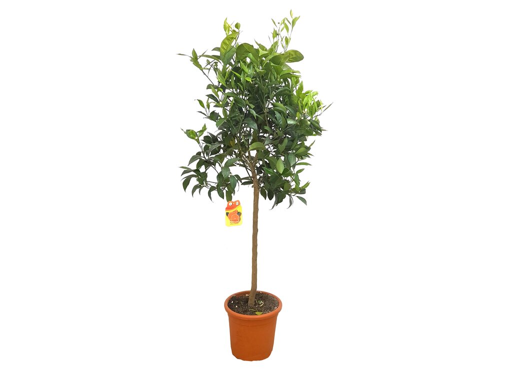 Naranjo Navelina M26 100-120cm_0