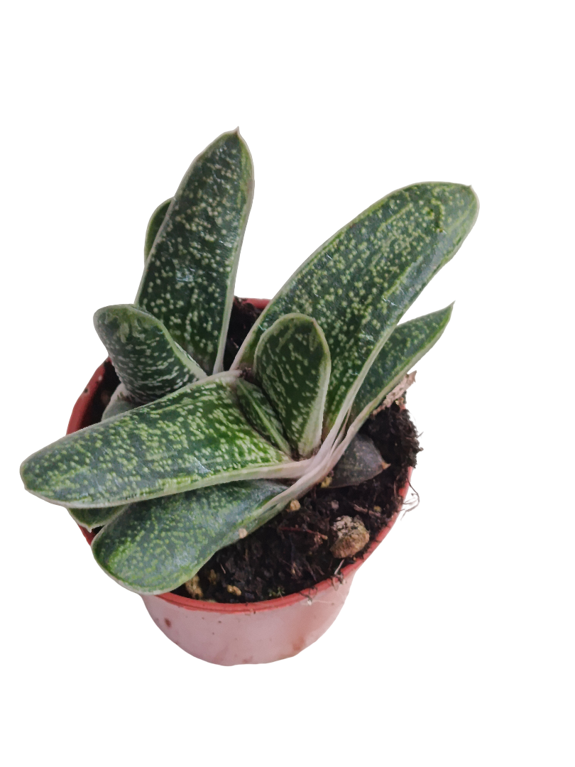 Haworthia Little Warty Planta Suculenta Ø5_0