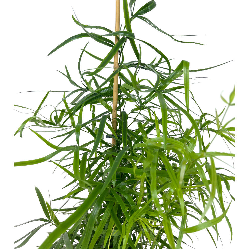 Asparragus Falcatus M19 60cm (esparraguera)_1