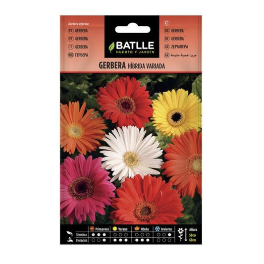 Sementes de Gerbera Batlle