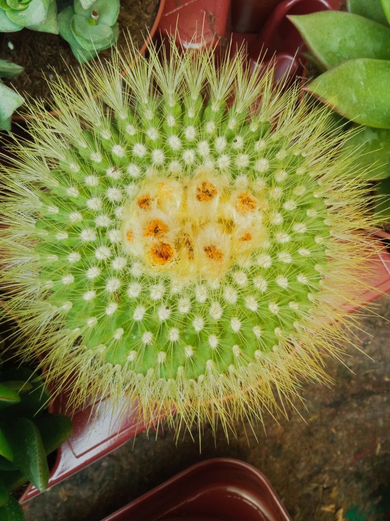 Planta Cactus Parodia Penicillata Grande Ø13 Cm_0