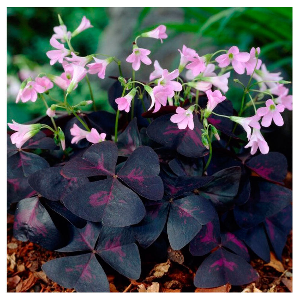 Lote 10 Bulbos Oxalis Sunny Planta Mariposa_0