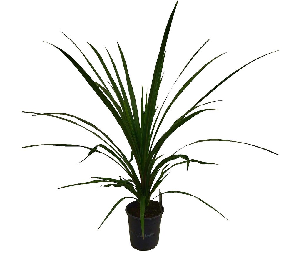 Cordyline Peko M17 60cm_0