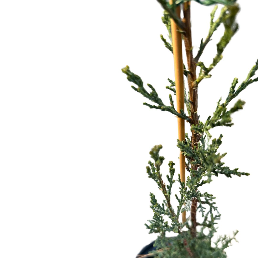 Ciprés Árbol Ornamental Para Jardines Y Paisajes (cupressus Spp.)_1