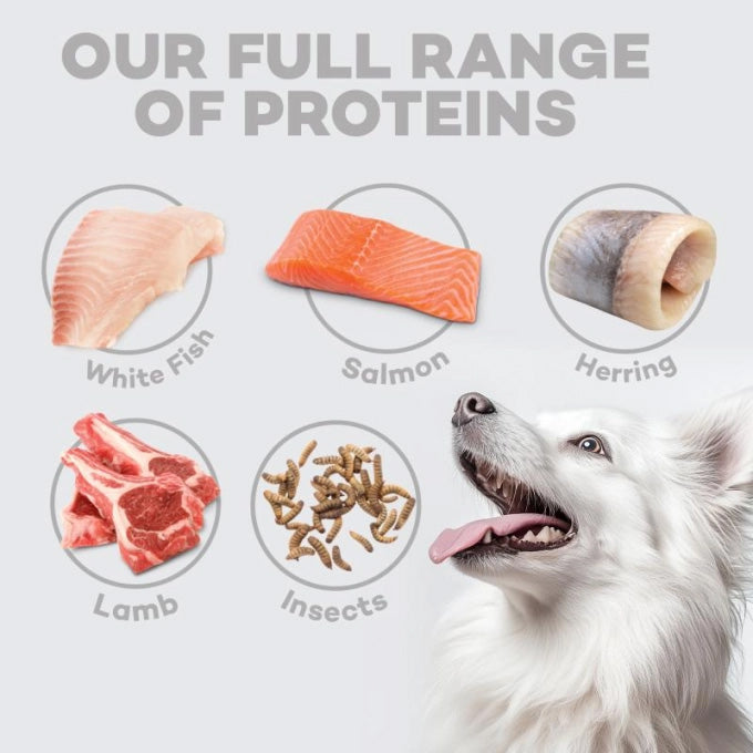 Nature's Protection White Dog Grain-Free Cordeiro Adulto Raças Pequenas 4 Kg