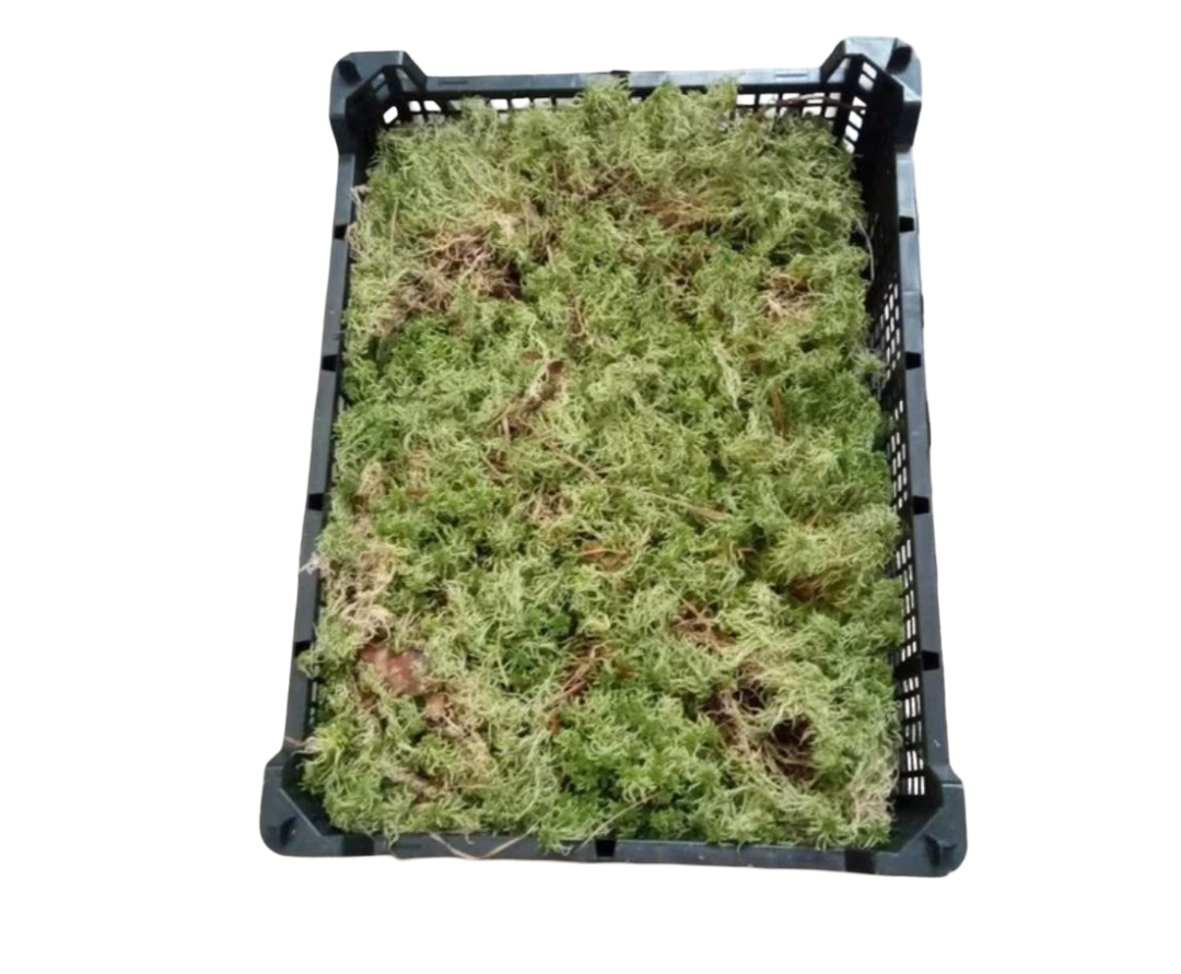 Musgo Spagnum Caja entera para plantas Carnivoras Terrario Orquidea monsteras_0