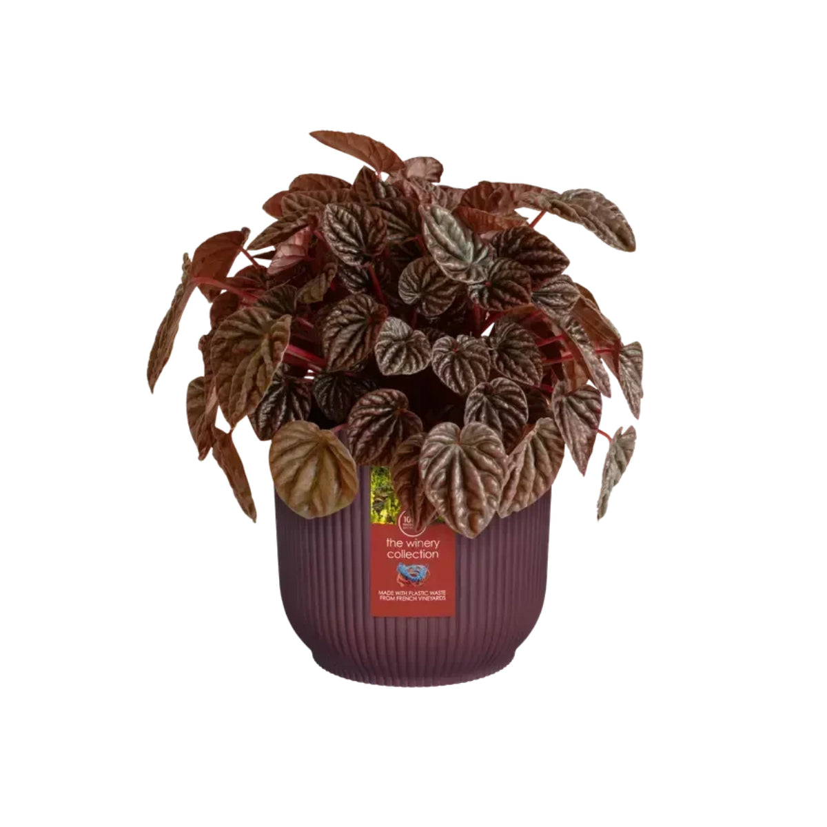 Vaso reciclado Elho Winery Borgonha Vermelho 22 cm