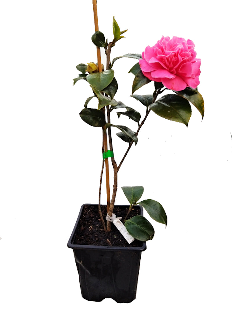 Camelia Rosa Manciñeira_0